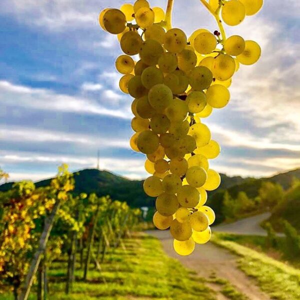 Een tros Müller-Thurgau druiven voor alcoholvrije wijn, die groeit in de zon.